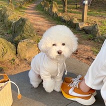 강아지옷 가을 겨울 강아지 후드티 고양이 의류 반려동물 용품, 베이지, L