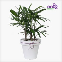 [0082플라워] P304 관음죽 서울 경기 배송상품, 단품