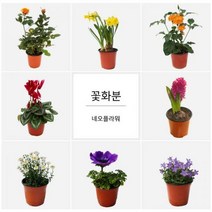 [딜]꽃화분 47종, F29.일일초