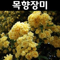 신품종 목향장미찔레(노랑) 나무 묘목 키1m(분) 1개/정원/공원/조경수