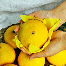 (무료배송) 제주 서귀포 귤농장 직배송! 고당도 황금향 5kg, 1박스