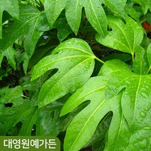 황칠나무 키40cm이상 인테리어식물, 황칠 키40cm이상 포트, 1개