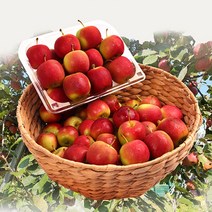 알프스오토메 영천 미니사과 2kg/4kg/6kg, 상품, 4kg