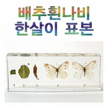 배추흰나비 한살이 표본