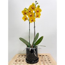 퀵 배송 농장직영배송 서울 경기 잠실개업화분 인사이동문구 교대승진축하난 문정축하화분 수서개업화분 서초승진축하난 장지승진난 서초승진난 잠실축하화분 문정축하화분 문정축하화분 퀵배송, 3.노랑