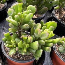 [올식스] 우주목, 1개