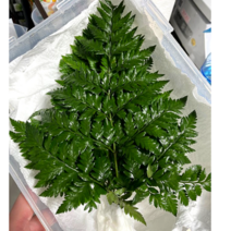 국산 생 노무라 로무라 고사리 (루모라)장식 1단 4~5줄기, 2단