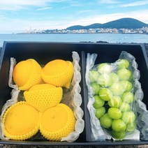 소중한 사람을 위한 프리미엄 선물세트!! 제주샤인머스켓 제주황금향 추석선물세트 제주직송 과일 선물세트 제주과일, 4개