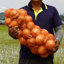 2022 국내산 햇양파 조생양파3kg 양파5kg 양파10kg 다마내기, 특 3Kg, 1개