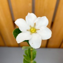 가꾸다 환엽치자 달콤한 꽃향기