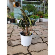 멜라니고무나무 중품 30~50cm 79 실내공기정화식물