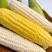 [품질보장] 강원도 미백 찰옥수수 국산 corn, 특품 10개입