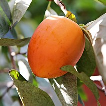 산지직송 하동 대봉감 특대품 10kg 15kg ., 대봉감 특대품 15kg 35~41과