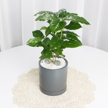 커피나무 모던실버 원형화분 11x12사이즈 집에서키우기쉬운 공기정화식물 사기 빈화분