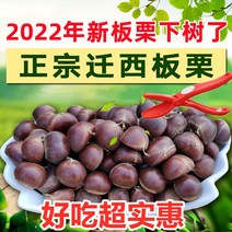 생밤 약단밤3 작은 알밤 허베이 햇밤 천서지역 밤나무, 햇밤 대알 2.5kg