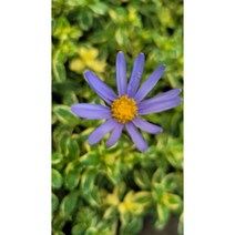 청화국 특 A 신상품 랜덤 공기정화식물/미세먼지/공기정화효과 공기정화식물