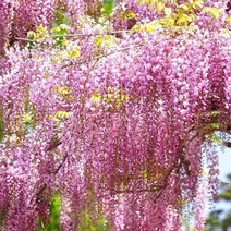 같이가치농원 신품종 등나무 묘목 (아지 ) H1.0전후