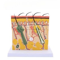 해면조직 피부 모형 피부과 병원 모발 확대 단면 모근, 50배 피부 확대 24x23x11cm