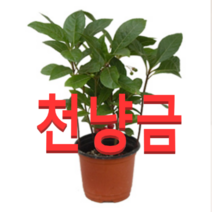 (성실농원A)천냥금(자금우) 화분(소)2그루 천량금모종