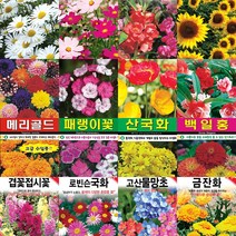 각종 꽃 야생화 씨앗 코스모스 해바라기 양귀비 다알리아 메리골드 데이지 금잔화 씨앗 씨 종자 모음, (꽃씨)엉겅퀴