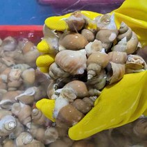 셔리수산 살아있는 백골뱅이 백고동 산소팩 포장 동해안 당일조업 직송, 500g, 500개