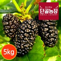 [단골농장] 내장산 토종 오디 생과 정품 5kg (급냉), 상세설명 참조