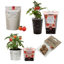 방울토마토 키우기 세트 시리즈 씨앗키트 식물키우기, 방울토마토씨드볼