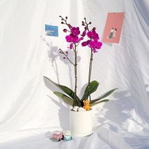 꽃필라나 호접란 만천홍 서양란 미니호접란 생화 농장직송, 흰색화분