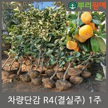 차량단감 R4결실주 나무 묘목 뿌리원예 감나무