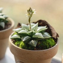 하월시아 옵투사 19종, 11 그린캔들, 1개