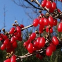 산수유열매건재 300g