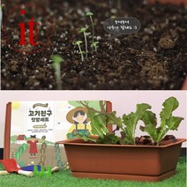 실내 식물키우기 세트 베란다 텃밭 화분 상추 키우기 어린이 식물 관찰 재배 키트, 단품