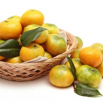 제주 감귤 하우스감귤 못난이 2kg 3kg 제주도 서귀포 산지직송, 제주 하우스 감귤 2kg (소과)
