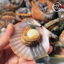 미각기행 통영 비단가리비 5kg, 1개