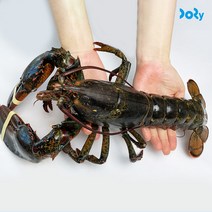 프리미엄 캐나다 랍스타 1마리 1kg 바닷가재 활 랍스터, 단품