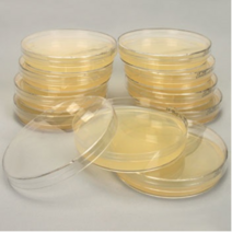 오피스안 LB Agar Plate(Amp) 1pcs SN 항생제가 첨가된 대장균배양배지