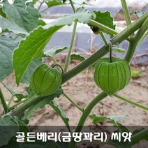 [해피플라워] 골든베리 금땅꽈리 케이프 구즈베리 씨앗 300립 / 봄 파종 웰빙푸드 종자