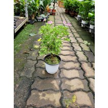 6900 구문초 중품 로즈제라늄 35~55cm 수형랜덤, 1개