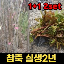 1+1 핫딜몬 참죽나무묘목 2년 1주 참가죽나무 나무묘목 조종나무 참나무