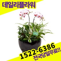 리틀잼 서양란 서양난 승진 영전 이취임 개업 축하 고급 난배달 당일 배송