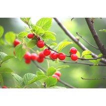 [농업의 신]앵두나무 묘목 접목1년생 특묘, 하묘