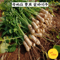 구씨아줌마 국내산 황토 알타리무 총각무 2단 4단 당일수확 아삭하고 맛있는, 알타리무 4단