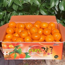 고당도 인증 당도보장 제주 감귤 5kg, 중대과 L/2L 5kg