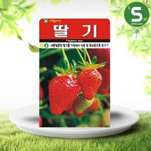 솔림텃밭몰 딸기씨앗 100립 딸기 식용 관상용 다년생 전국재배, 단품