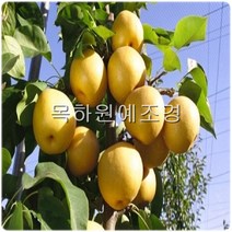 목하원예조경 배나무 묘목 (신고배) 접목1년특묘