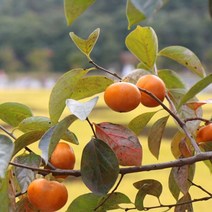 창원 단감 5kg 10kg, 창원 단감 10kg