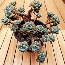라울 중품 계절 옷을 입는 예쁜 다육식물1-150, 단품, 1개