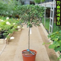 올리브 아르베키나(자가수정)/소/중/대형 포트, 01 아르베키나-삽목1년4치포트, 1개