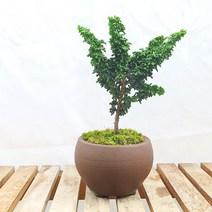 석화회 군식 도자기 분재 미니 합식 야생화 책상 화분 선물 피톤치드 편백 나무