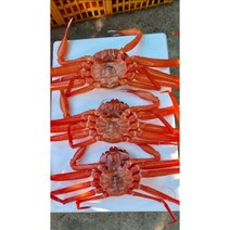 당일바리 연지홍게 당일발송 오후1시까지 살아있는게만을쪄서 맛있다 200개특가 한정판매, 10마리